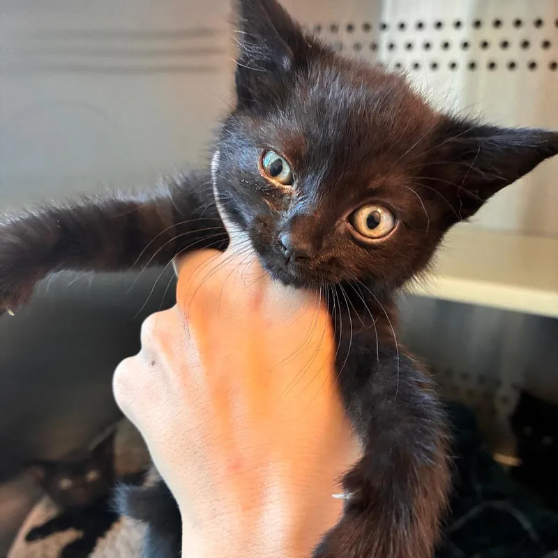A baby small-sized female Black Domestic Short Hair cat named Magnolia for adoption in Norman, OK