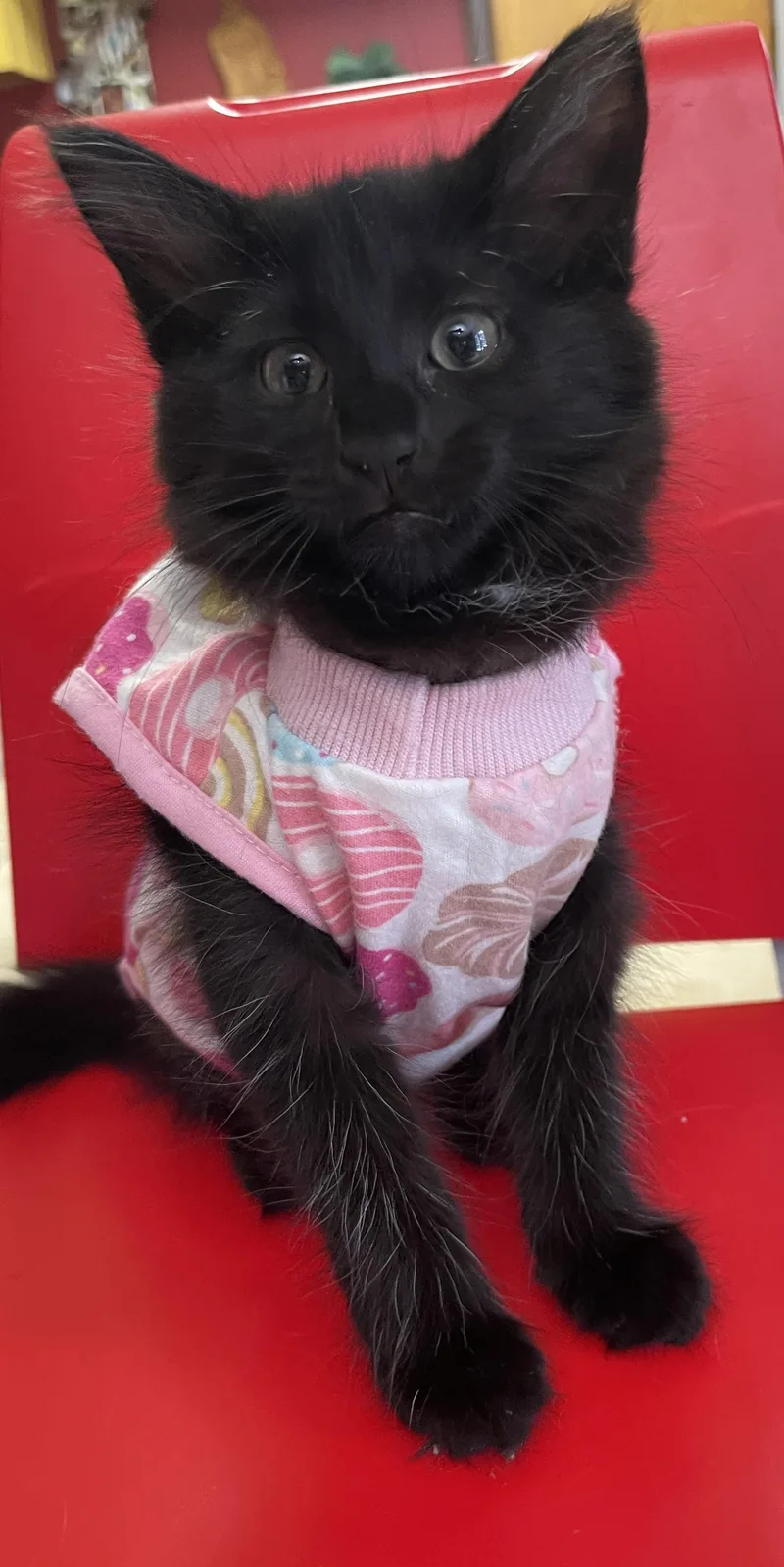 A baby medium-sized female Black Domestic Long Hair cat named Popsicle for adoption in Intercession city , FL