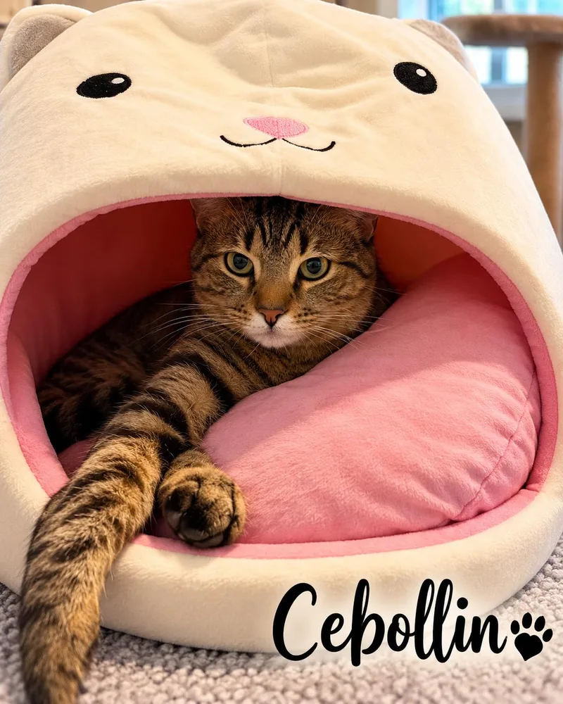 An adult medium-sized male Tabby (Brown / Chocolate) Tabby cat named Cebollin for adoption in Fort Worth, TX