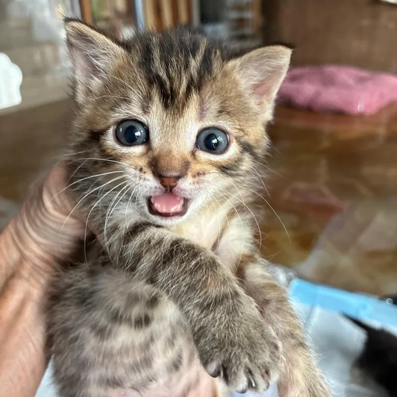 A baby small-sized female Brown / Chocolate Domestic Short Hair cat named Trigger for adoption in Franklin, TN