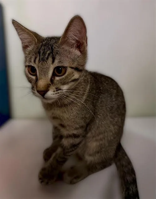A baby small-sized female Brown / Chocolate Domestic Short Hair cat named Mika Kot for adoption in Chandler, AZ