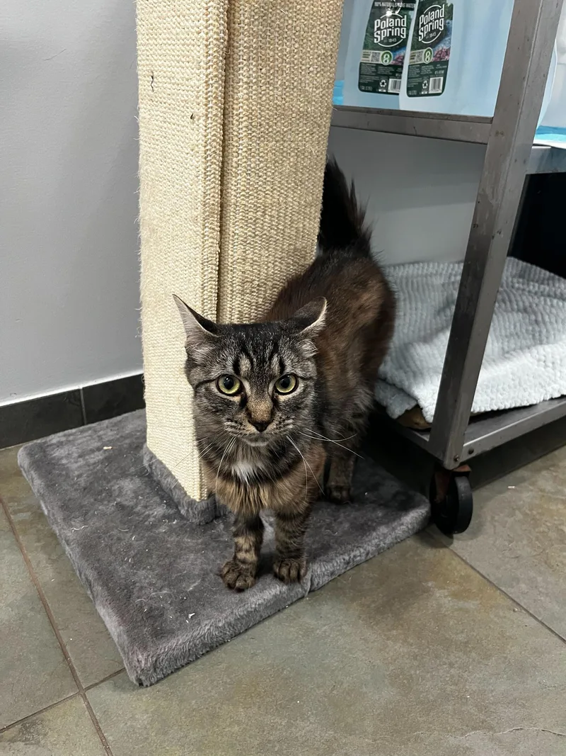 A young small-sized female Tabby (Brown / Chocolate) Domestic Short Hair cat named Kit Kat for adoption in North Haven, CT