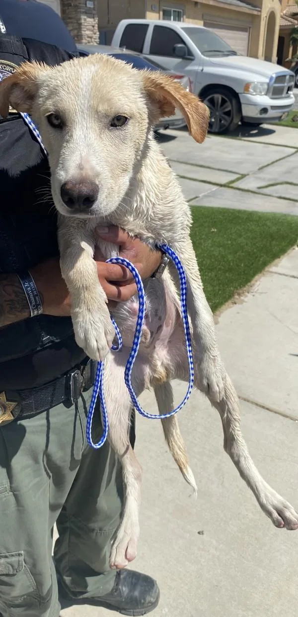 A baby medium-sized male Shepherd dog named Bear for adoption in Victorville, CA