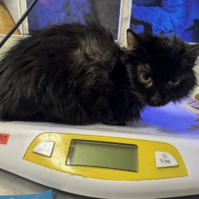A baby small-sized female Domestic Long Hair cat named Alice for adoption in Colorado Springs, CO