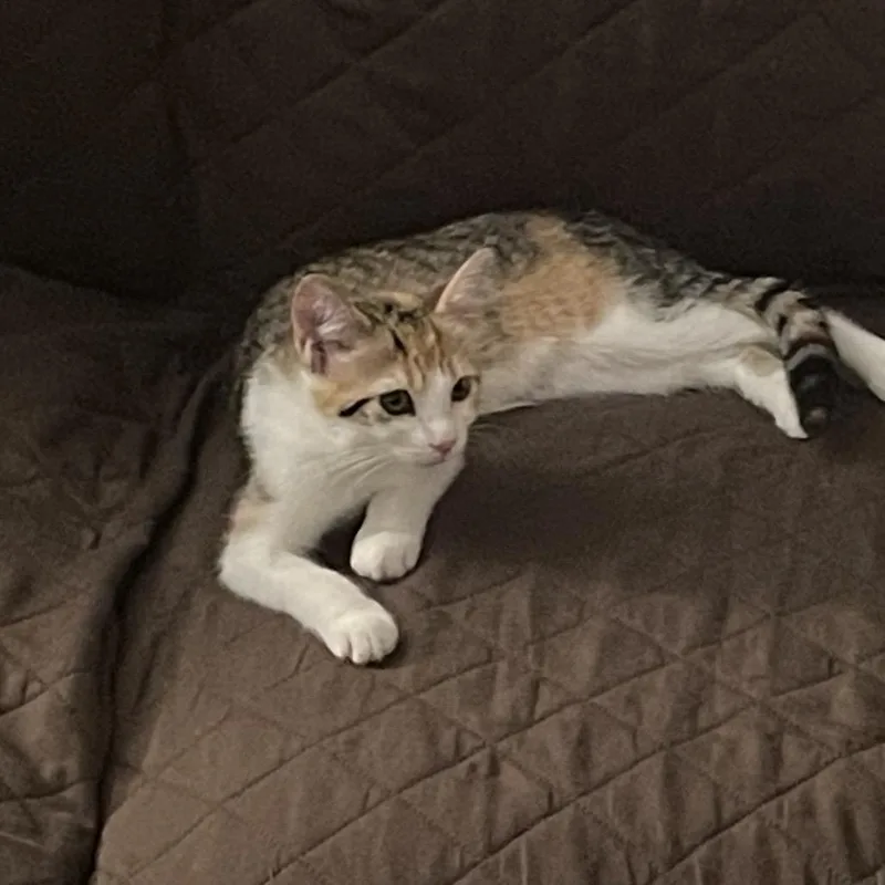 A baby small-sized female Tortoiseshell Domestic Short Hair cat named Pinky ARC for adoption in Akron, NY