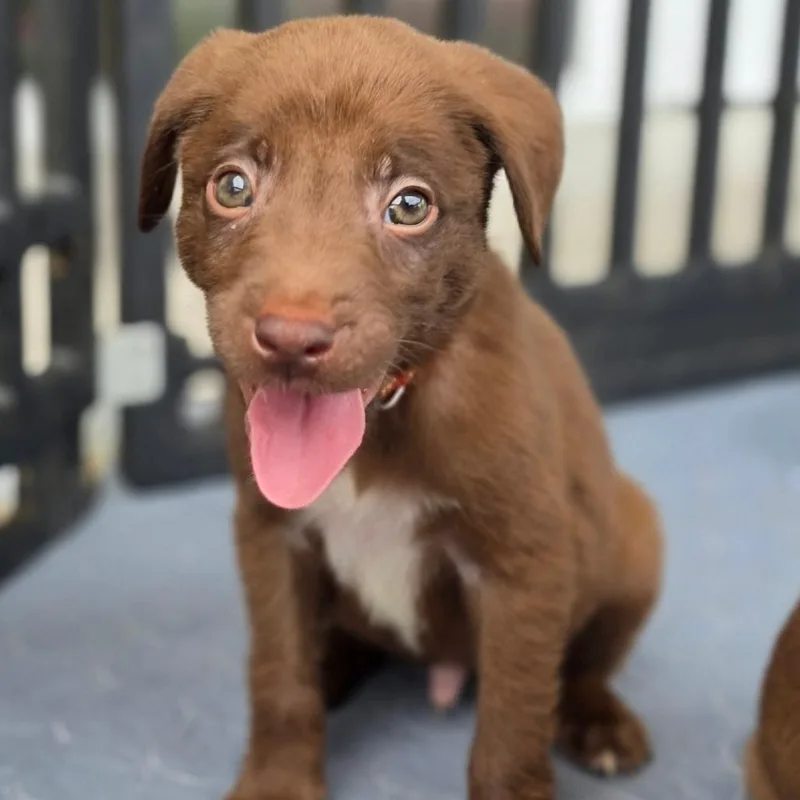 A baby small-sized male Brown / Chocolate Terrier dog named Chip for adoption in Kissimmee, FL