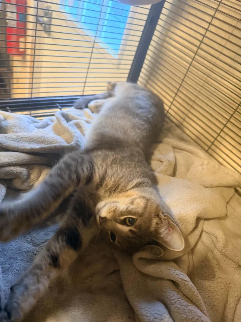 A young medium-sized male Domestic Short Hair cat named Danny for adoption in Bishopville, SC