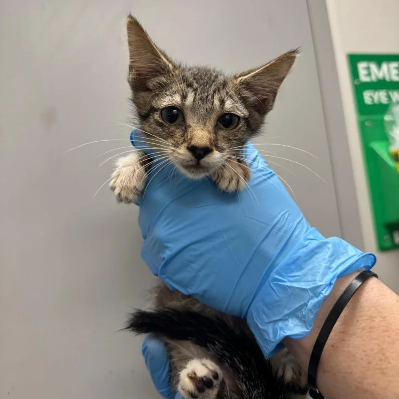A baby small-sized female Brown / Chocolate Domestic Short Hair cat named Aspen for adoption in Columbiana, AL