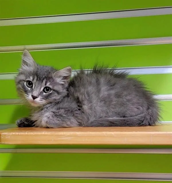 Fluff
