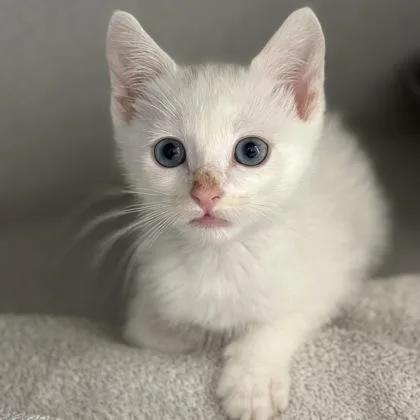 Simone