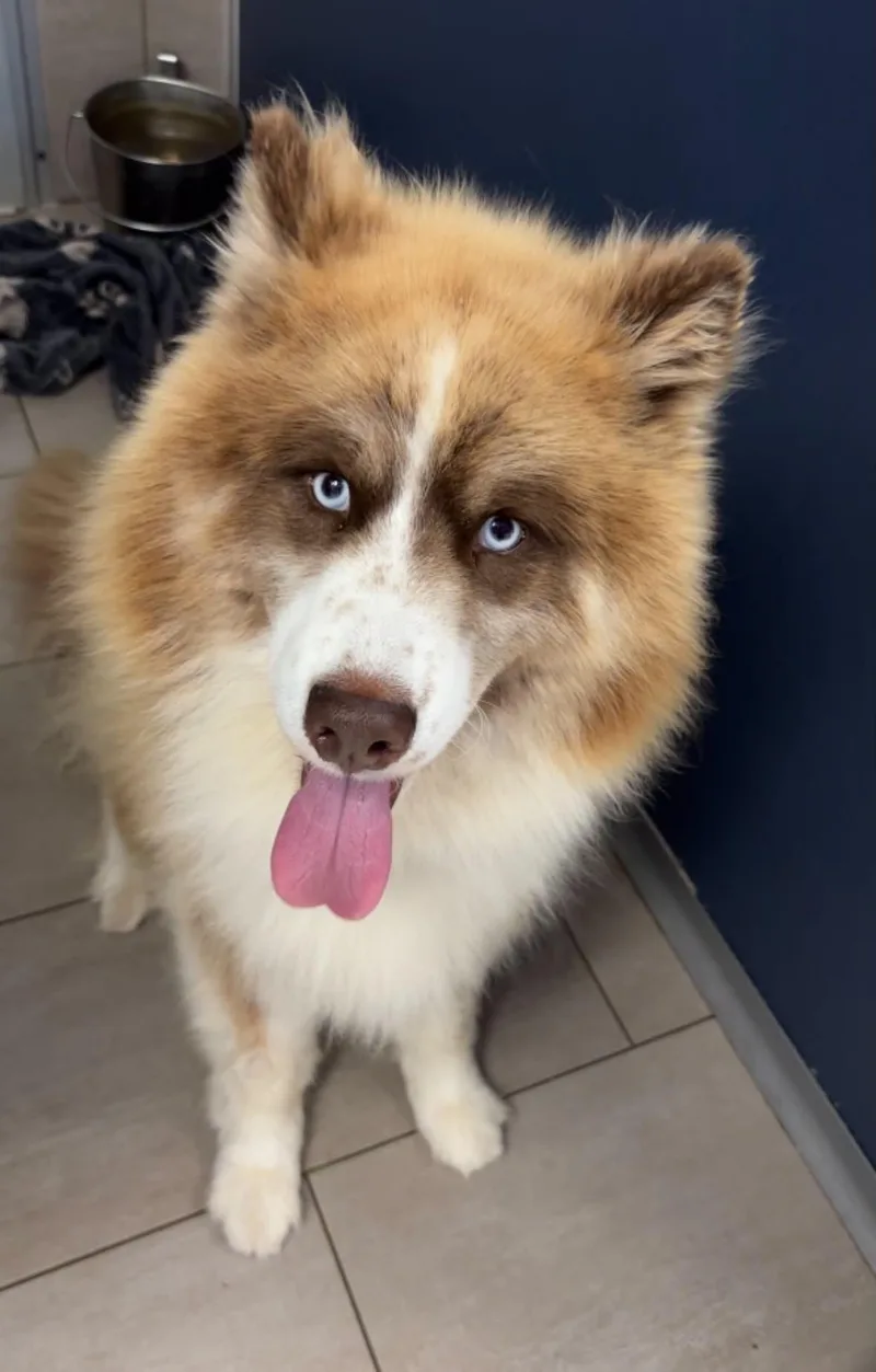 An adult medium-sized male Red / Chestnut / Orange Siberian Husky dog named Spike for adoption in Osseo, MI