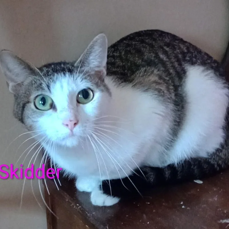 A young medium-sized female Brown / Chocolate Domestic Short Hair cat named Skidder for adoption in Grand Rapids, MN