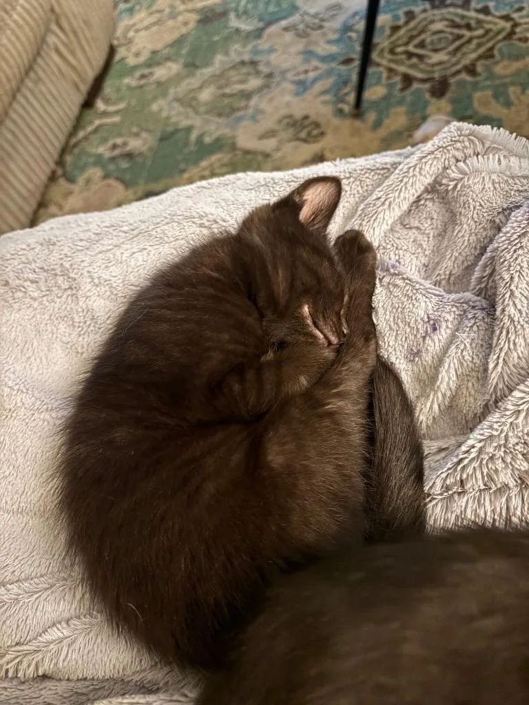 A baby small-sized female Domestic Short Hair cat named Fifa for adoption in Newnan, GA