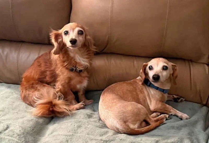A senior small-sized female Dachshund dog named Jack and Samantha for adoption in Calera, AL