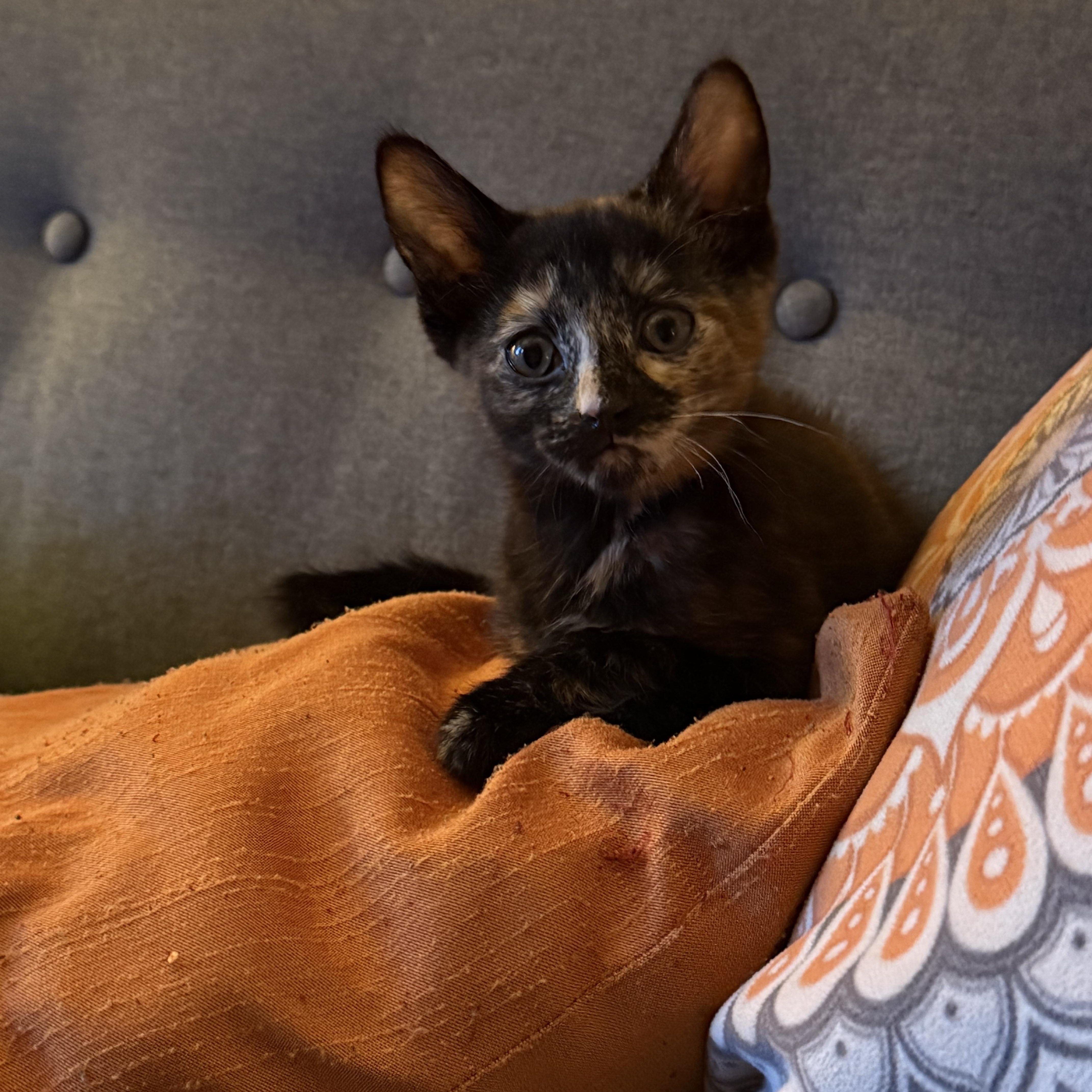 A baby small-sized female Tortoiseshell Domestic Short Hair cat named Simeon for adoption in Evanston, IL