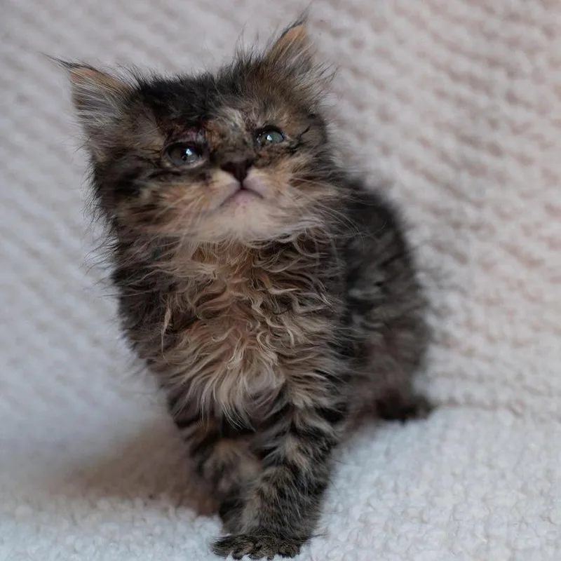A baby small-sized female Gray / Blue / Silver Domestic Long Hair cat named Lottie for adoption in Fulton, MO