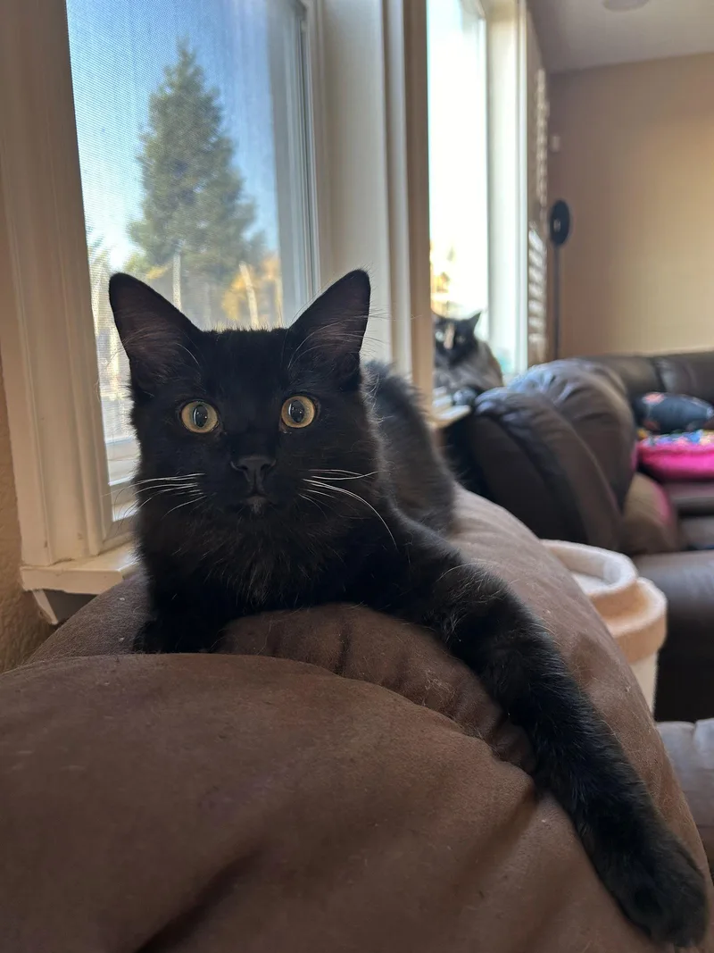 Dobbie Napa Cs thumbnail 2