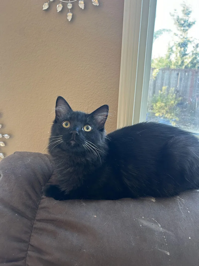 Dobbie Napa Cs thumbnail 3