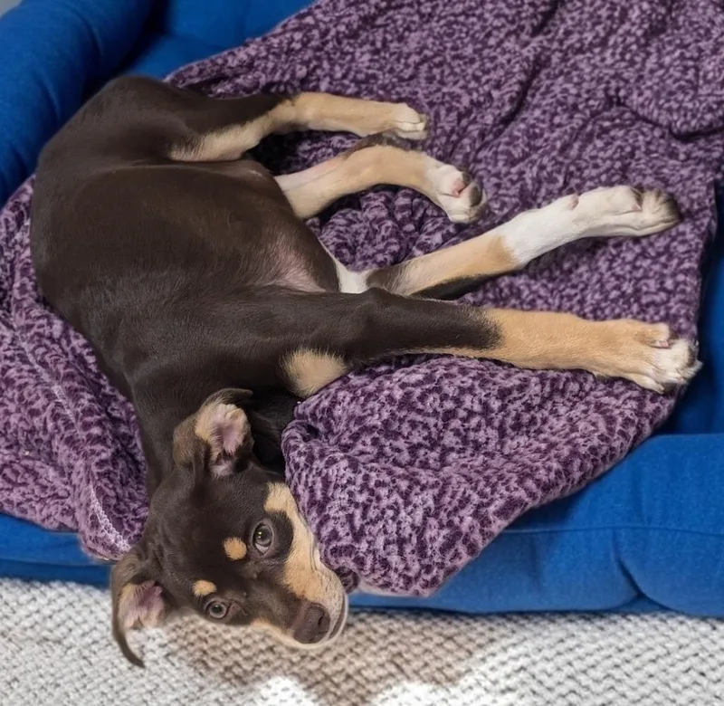 DaliLittle Chi Puppy! thumbnail 2