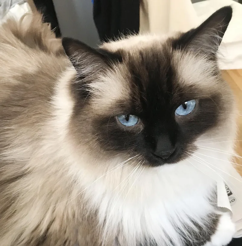 Coffee is a RARE thumbnail 2