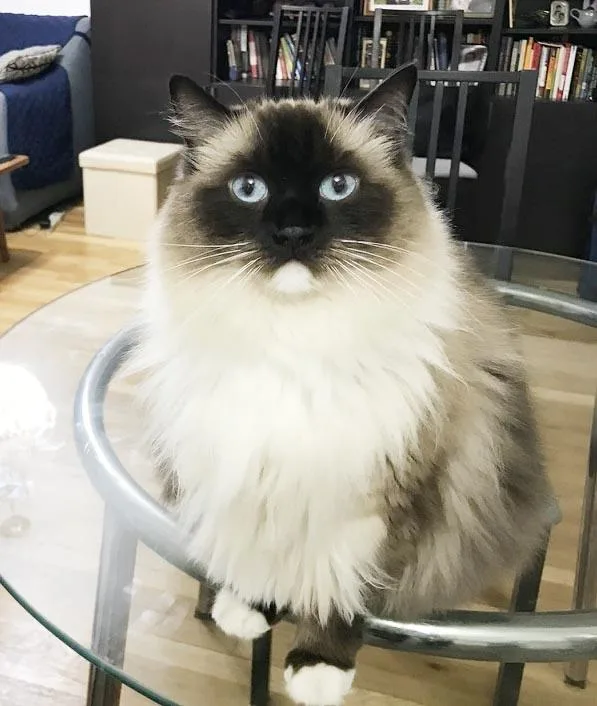 Coffee is a RARE thumbnail 3