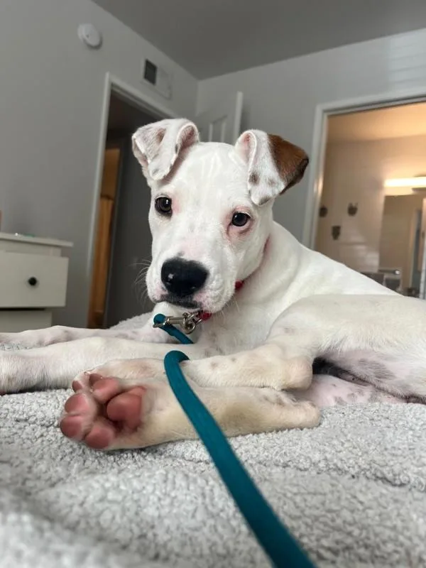 A young medium-sized female Pit Bull Terrier dog named Horchata for adoption in San Diego, CA