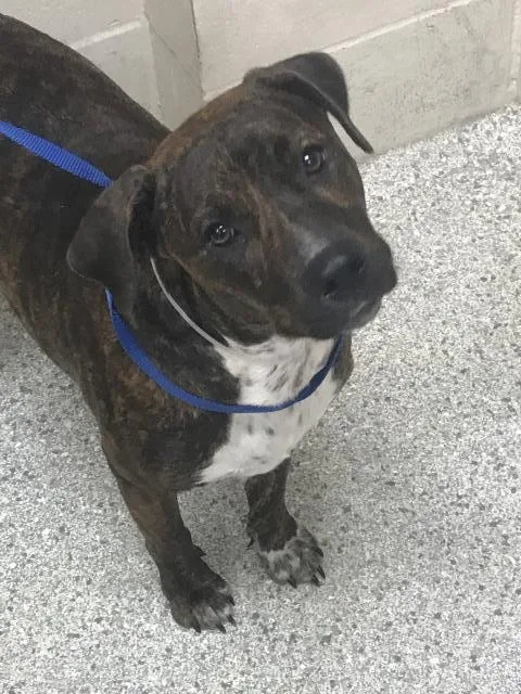 An adult medium-sized female Pit Bull Terrier dog named A for adoption in Conroe, TX