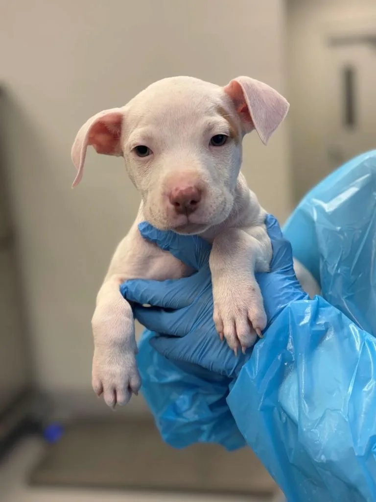 A baby large-sized female Pit Bull Terrier dog named Cloud for adoption in Chillicothe, OH