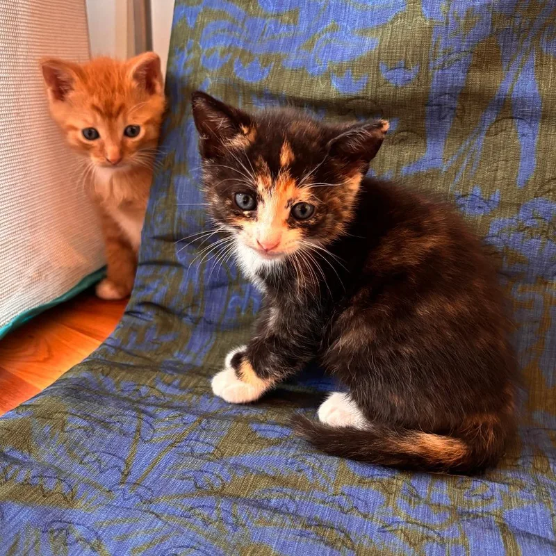 Stardust thumbnail 2