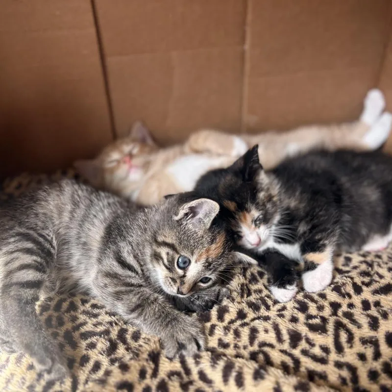 Stardust thumbnail 3