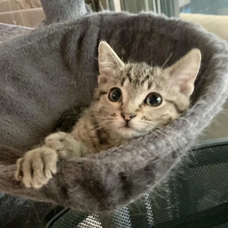 A baby small-sized male Brown / Chocolate Domestic Short Hair cat named Fenrys for adoption in Grand Rapids, MN
