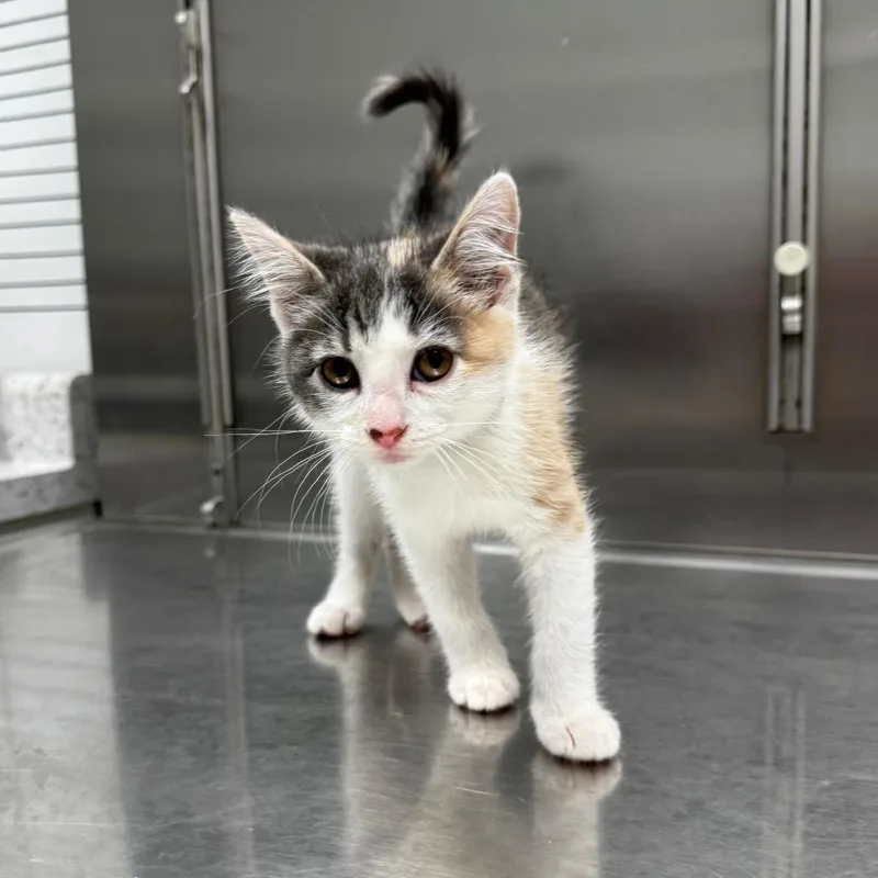 A baby small-sized female Calico Domestic Short Hair cat named Gingerbread for adoption in Normal, IL