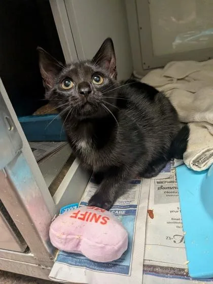 A baby small-sized female Domestic Long Hair cat named Bridget for adoption in Louisburg, NC
