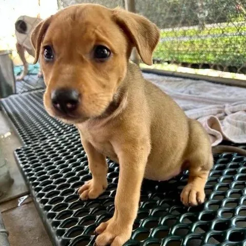 A baby medium-sized female Labrador Retriever dog named Charlie for adoption in Danbury, CT