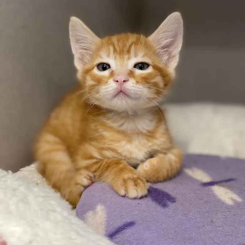 A baby small-sized male Orange / Red Domestic Short Hair cat named Nate for adoption in Grantsville, UT