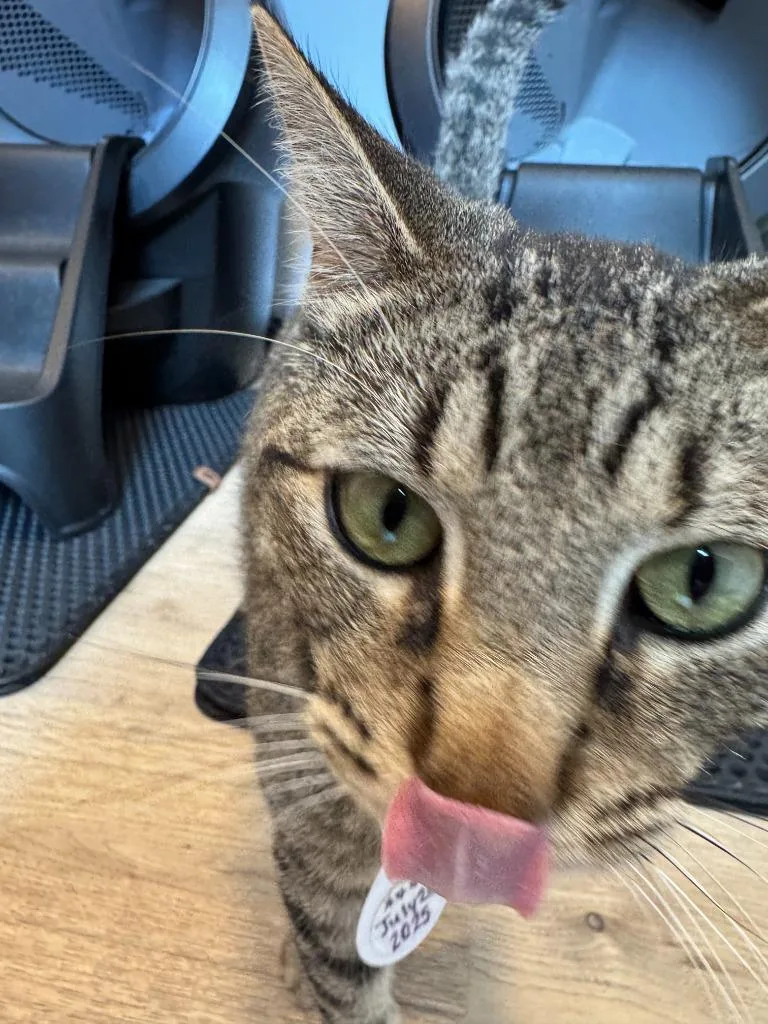 A baby small-sized male Domestic Short Hair cat named Ruhn for adoption in New Braunfels, TX