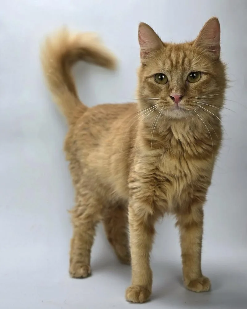 An adult medium-sized female Tabby (Orange / Red) Domestic Medium Hair cat named Lisa for adoption in Sedalia, CO