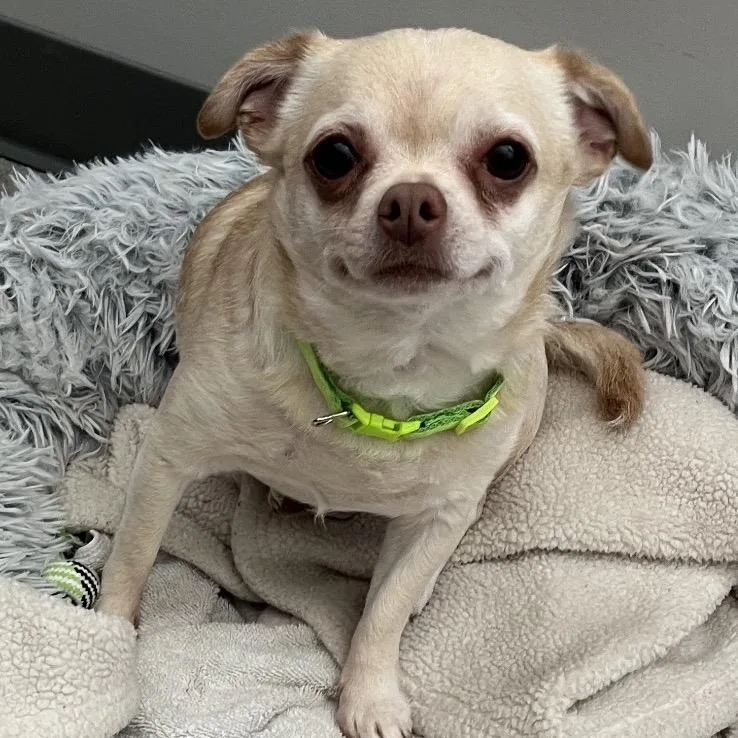 An adult small-sized male Yellow / Tan / Blond / Fawn Chihuahua dog named Tater Tot for adoption in Richmond Hill, GA