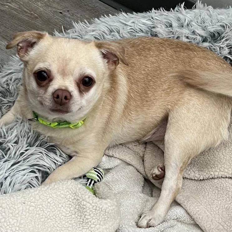 Tater Tot thumbnail 2