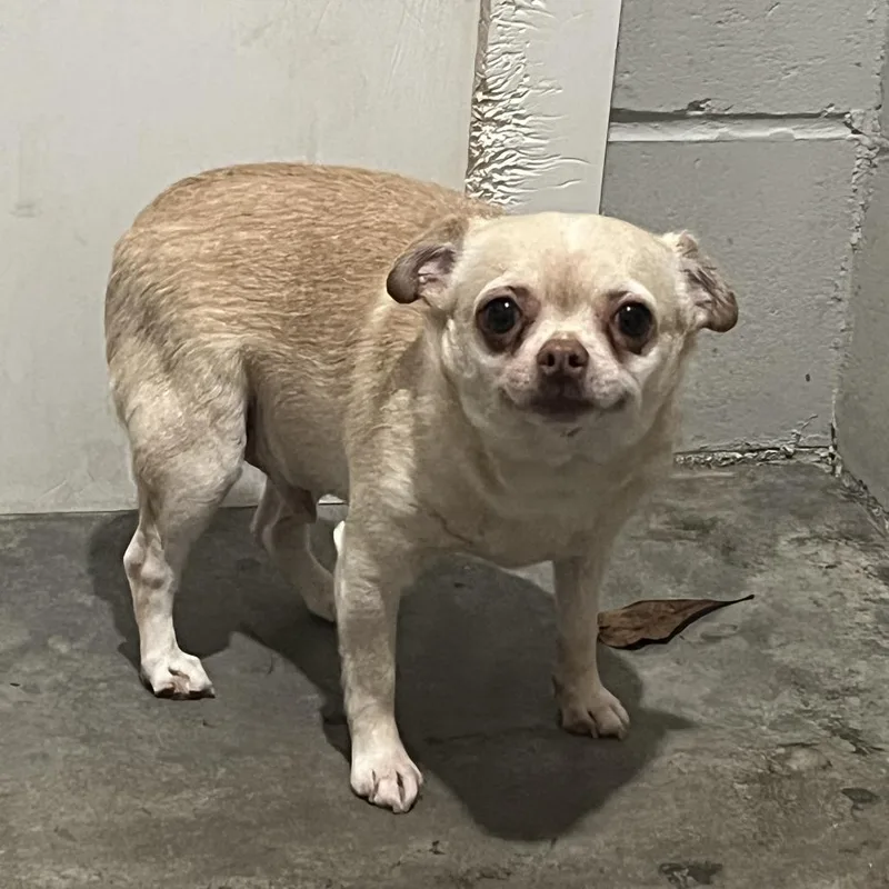 Tater Tot thumbnail 3