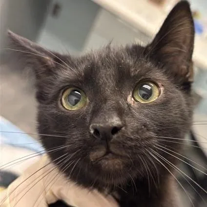 A baby small-sized male Black Domestic Short Hair cat named Bruce for adoption in Jacksonville, FL