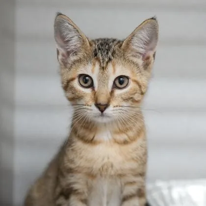 Bebe