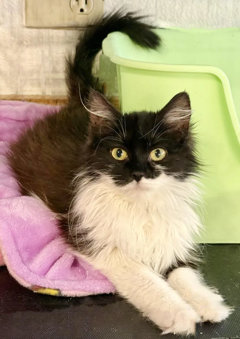 A young small-sized female Black Domestic Long Hair cat named Lilli Vanilli for adoption in Chandler, AZ