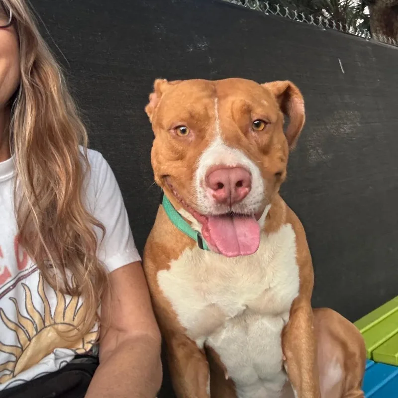An adult large-sized female Brown / Chocolate Pit Bull Terrier dog named Darlene for adoption in Port Richey, FL