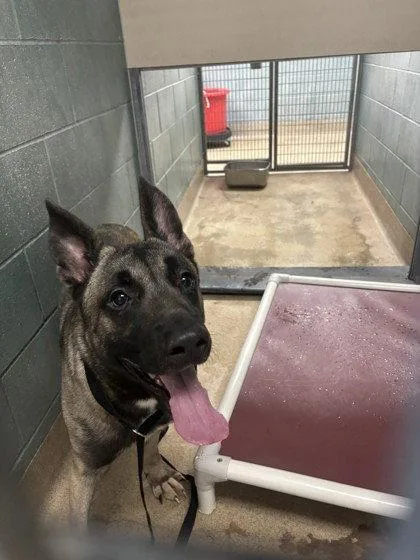 A young extra large-sized male Belgian Shepherd / Malinois dog named Wombat for adoption in Oakland, CA