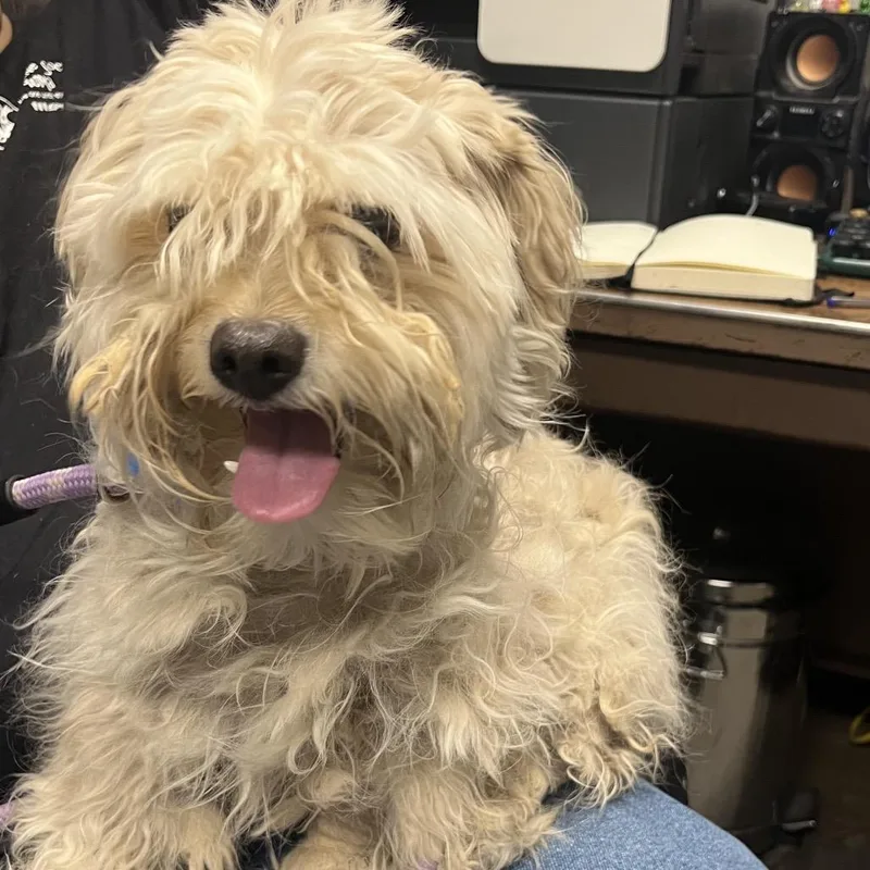 An adult small-sized male White / Cream Maltese dog named Otis for adoption in Yuma, AZ