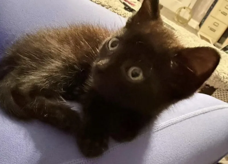 A baby small-sized male Domestic Short Hair cat named Ransom for adoption in Clayton, NC