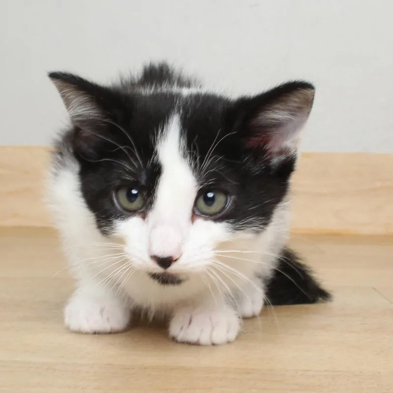 A baby small-sized female Black Domestic Short Hair cat named Checkers C for adoption in Minnetonka, MN