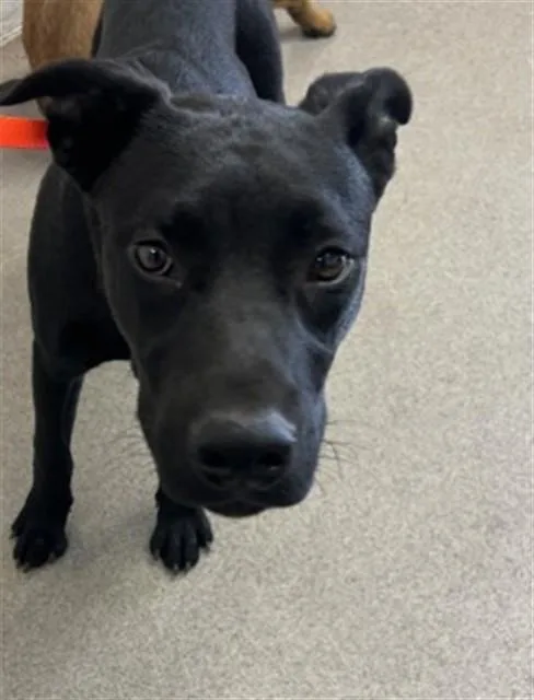 A young medium-sized male Labrador Retriever dog named Vader for adoption in San Bernardino, CA