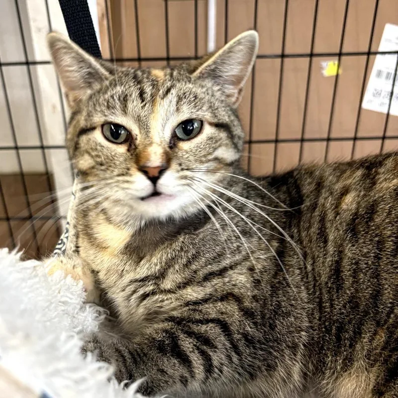 A young medium-sized female Torbie American Shorthair cat named Mirabelle for adoption in Warrensburg, MO